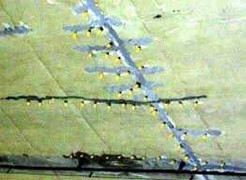 Thấm, nứt, hầm vượt sông Sài Gòn khó 'thọ' 100 năm