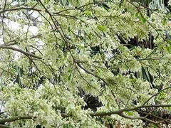 Bị bắt vì 'chứng kiến' vụ lừa bán cây sưa bạc tỉ