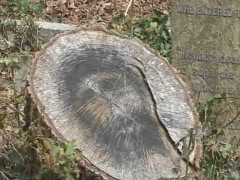 Hình khuôn mặt Chúa Jesus hiện trên gốc cây