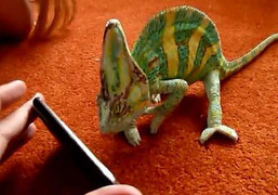 Bị iPhone khiêu khích, tắc kè hoa thất kinh