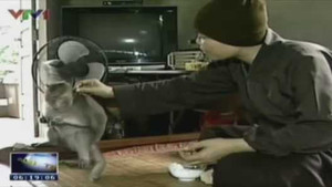 Sư thầy giữ núi, nuôi khỉ như con ở Hải Dương