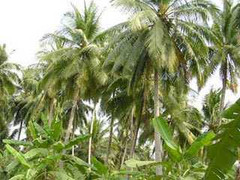 Bác tin đồn mẹ chôn sống con ruột mới sinh