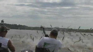 Cá bay như chim, bắt cá bằng cung tên