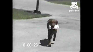 Chú chó khôn ranh nhận thư cho chủ