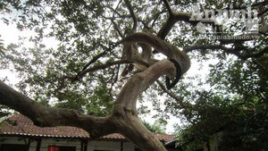 Cây ổi hình rồng được trả giá 100 triệu đồng