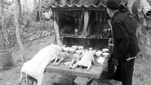 Những bí ẩn chết chóc của “rừng Chết”