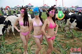Trung Quốc: Hotgirl khoe bikini cạnh... bò sữa