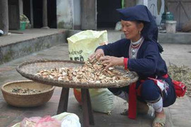 Những bài thuốc nam bí truyền của người Dao ở Vĩnh Phúc