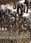 Thực hư tin đồn cấy trứng đỉa vào thức ăn hại người