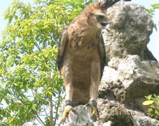 Chim lạ ở Bạc Liêu là diều núi