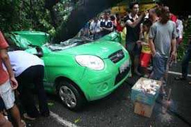 Vì sao cây xanh Hà Nội cứ mưa là đổ?