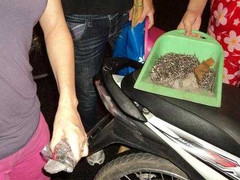 Hà Nội: Xác định ‘đinh tặc’ hoành hành phố Kim Mã