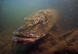 Ảnh quốc tế: Quái vật dưới lòng sông ở vương quốc Anh