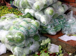 Nghi tử vong sau khi ăn bắp cải trái mùa