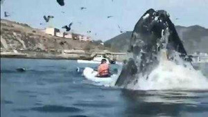 Cá voi lưng gù 'hù dọa' nữ giới tắm biển