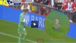 Fulham thua MU vì thủ môn mải đuổi... chim?