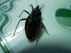 Lại bắt được bọ xít hút máu người