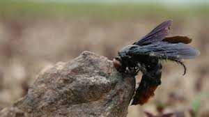 Bé 2 tuổi bị ong vỡ tổ 'quây' đốt đến chết