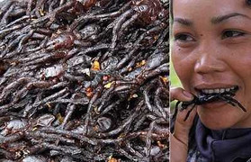 Nổi da gà với món… nhện chiên