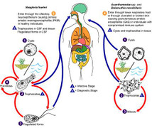 Việt Nam xuất hiện 'amip ăn não người' rất nguy hiểm