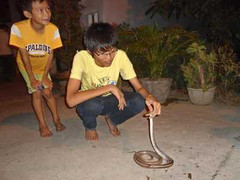 Giữa thành phố, rắn độc liên tục bò vào nhà