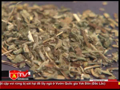 Xuất hiện thảo dược gây nghiện