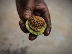 Quả óc chó gây sốt giới đầu cơ Trung Quốc