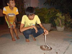 Rắn bò vào nhà dân: Bắt 12 con rắn ráo trâu