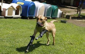 Chuyện lạ: Chú chó có đôi chân trị giá 6.000 USD