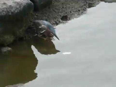 Kinh ngạc chim biết câu cá bằng mồi