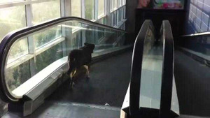 Clip chó đi thang máy cực hài