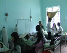 Bị ong bò vẽ tấn công, 14 học sinh nhập viện