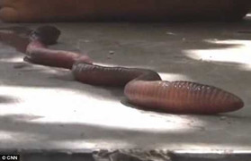 Giun đất khổng lồ dài 0,5 mét ở Trung Quốc