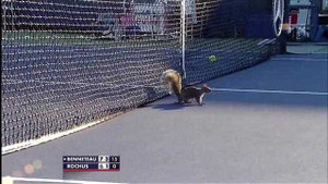 Một con sóc bất ngờ 'tham dự' giải US Open 2012