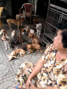 Trộm chó hoành hành: Bỏ tiền triệu đi chuộc chó cưng