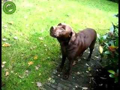 Chú chó hú như còi báo động