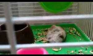 Ngộ nghĩnh chú chuột giả chết, giãy đành đạch