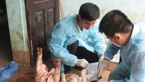 Xử lý vụ 'biến' lợn tai xanh thành 'đặc sản'