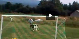 Nóng trên mạng: Trận đấu gián đoạn vì...BÒ