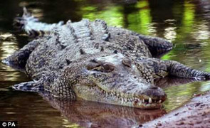 Tự nạp mình cho cá sấu để thoát khỏi trầm cảm