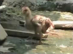 Gà có 4 chân ở Ấn Độ