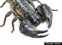 Bị bọ cạp chích, bệnh nhân mất hơn 1,7 tỷ đồng