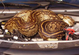 Kinh hoàng trăn khổng lồ ngủ trong xe hơi