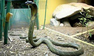 Lạ lùng rắn hổ chúa vào nhà dân ở khiến cả xóm vái lạy