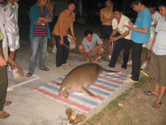 Xẻ thịt dã man bò biển trong Sách đỏ Việt Nam