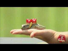 Hoàng tử ếch có thật?