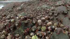 Cả triệu con ốc mượn hồn lũ lượt di cư