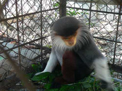 Chà Vá quý hiếm bất ngờ 'dạo chơi' trong nhà dân