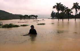 Nghệ An: Nhặt từng bông lúa trong nước ngập