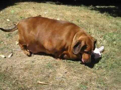 Chú chó béo quá khổ, to như heo